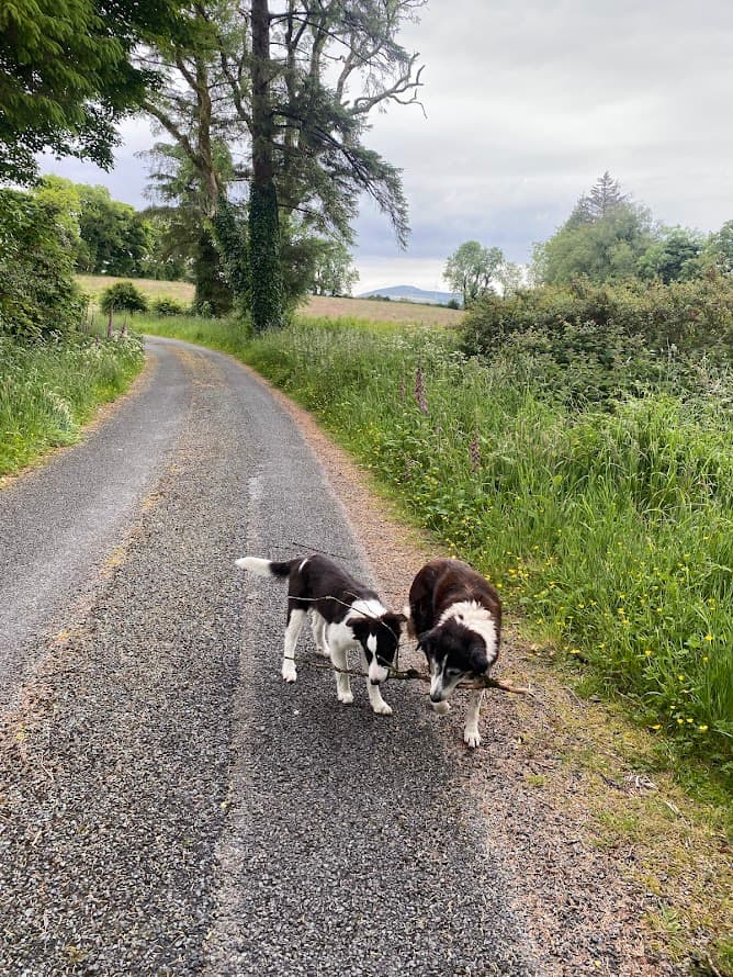 Dogs with stick